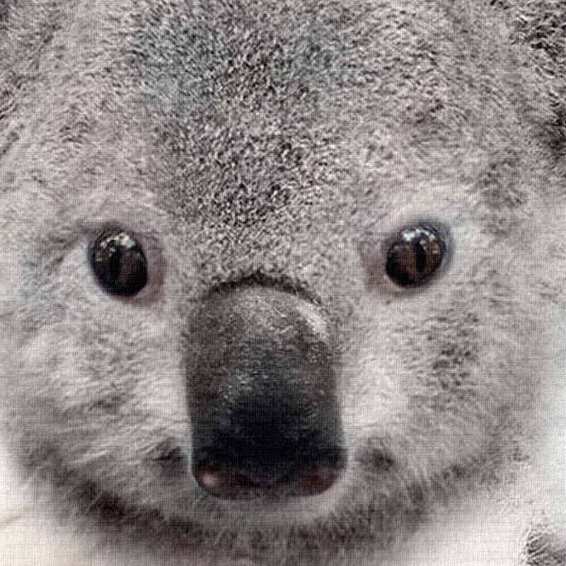 Hedgehog and Koala | Canvas Art - Science Factory Shop