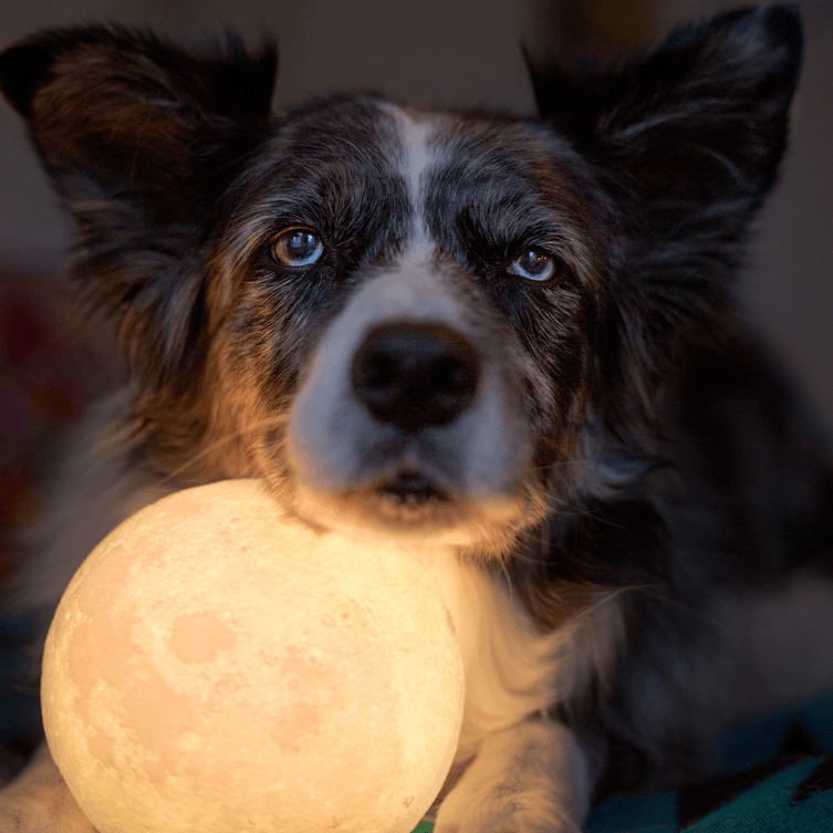 Moon (Color) Nightlight | Lighting - Science Factory Shop