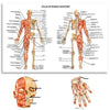 Atlas of Human Anatomy | Canvas Art - Science Factory Shop