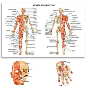 Atlas of Human Anatomy | Canvas Art - Science Factory Shop