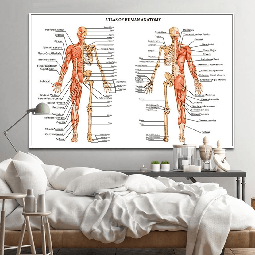 Atlas of Human Anatomy | Canvas Art - Science Factory Shop